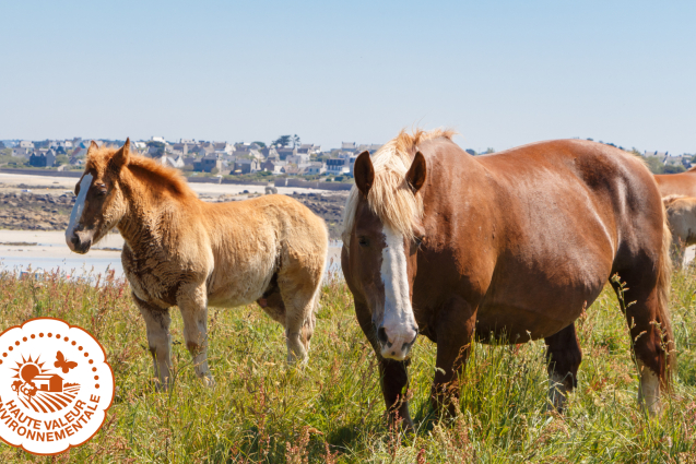 Races menacées équines et Haute Valeur Environnementale